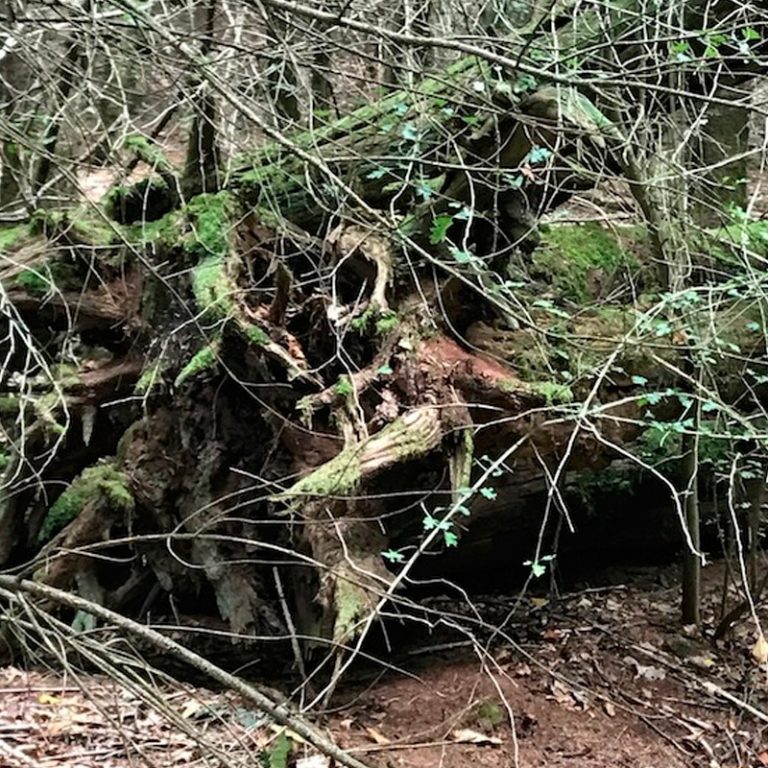souche d'arbre ou animal étrange