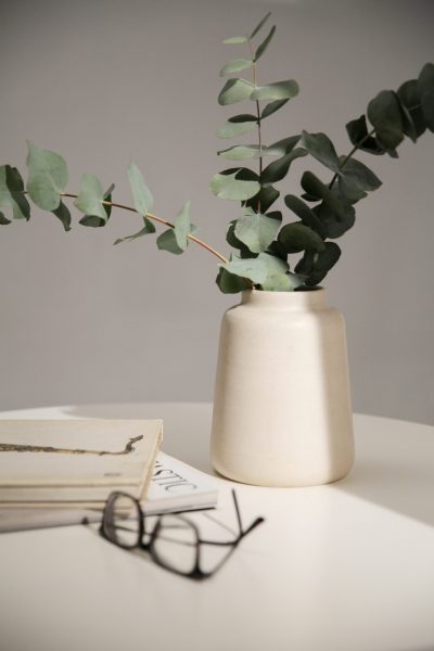 close-up-eucalyptus-plant